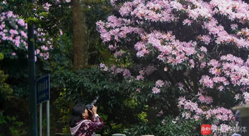梧桐山最美的季节到了 赏花盛宴今天开始 深圳人快快约起 梧桐山最美的季节到了 赏花盛宴今天开始 深圳人快快约起