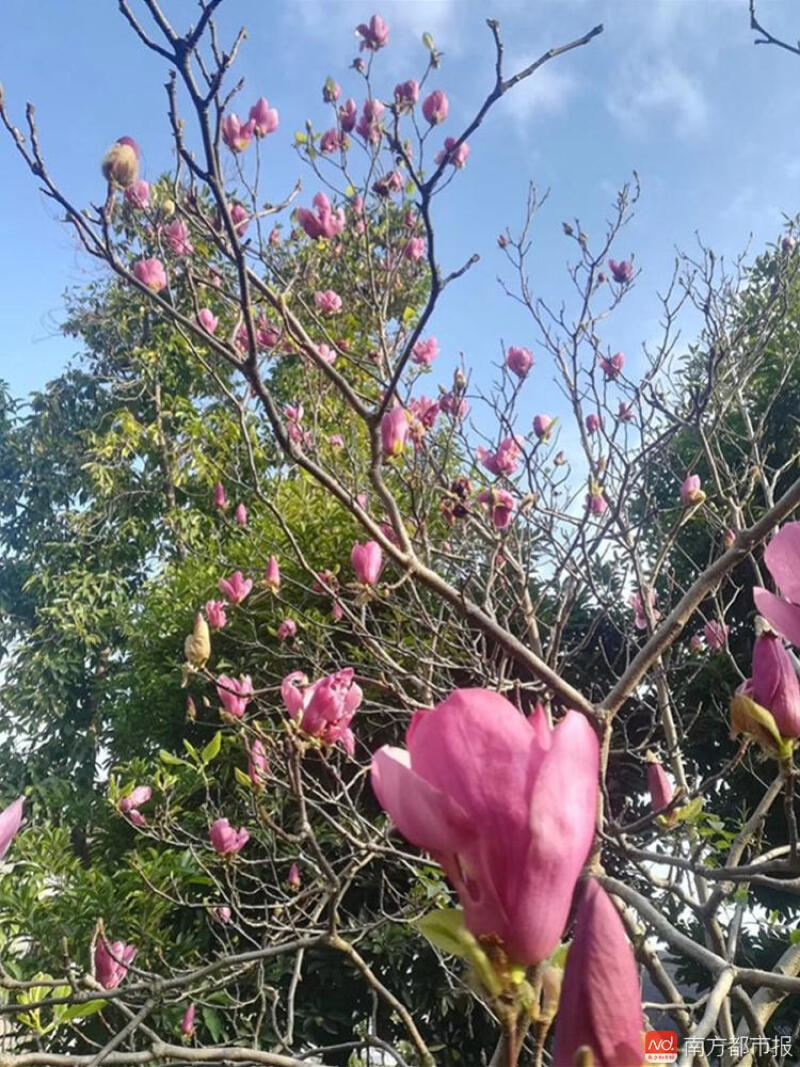 随春而来 花开天河 这个春天看花何须远行 随春而来 花开天河 这个春天看花何须远行