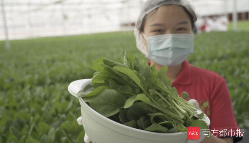 揭秘广州植物工厂 一株菜从种植到收获只需半升纯净水