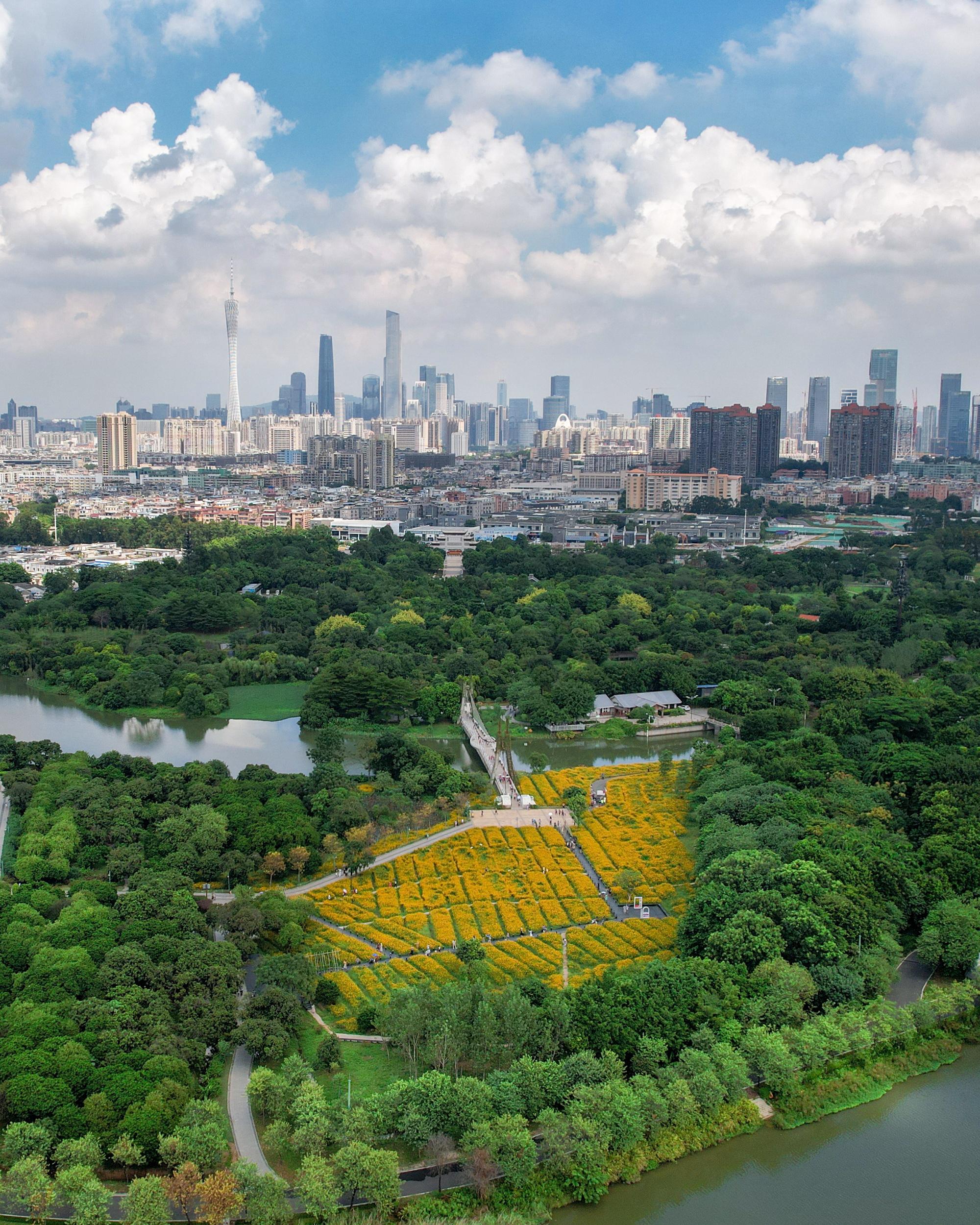 高空航拍廣州一地金黃,2萬平方米硫華菊花海絢麗綻放