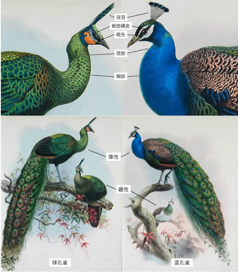 鳥の羽 孔雀の羽 冠羽4本②-