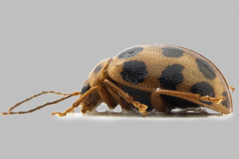 以"海珠"命名!广州海珠国家湿地公园发现昆虫新物种