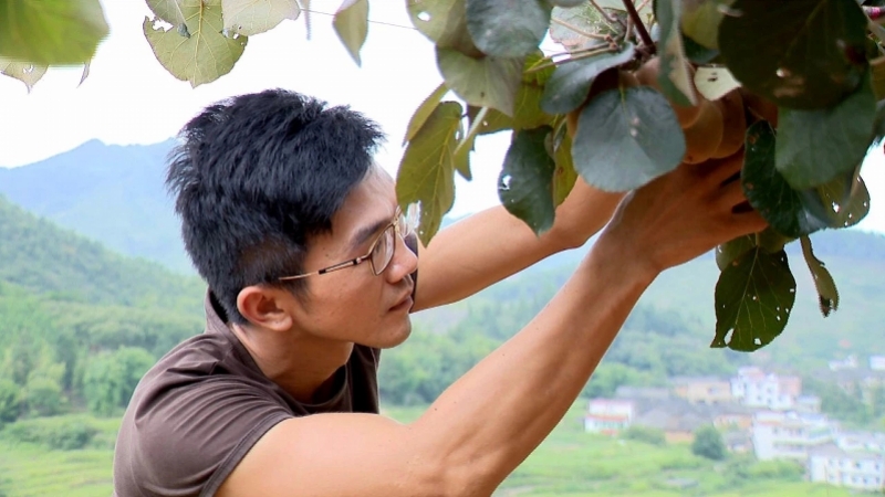 it总裁回乡当青年农民,深大学子农村创业成致富带头人