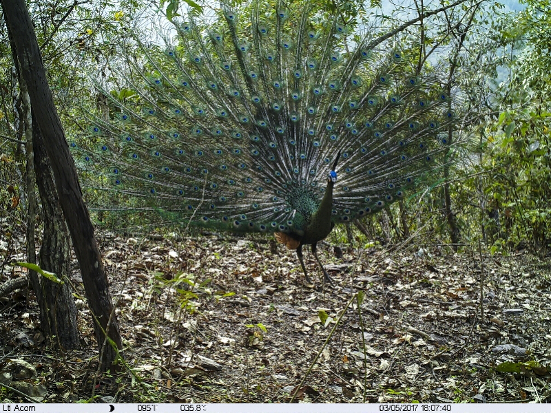 中国 绿孔雀案 为何被评为全球十大生物多样性案例之首