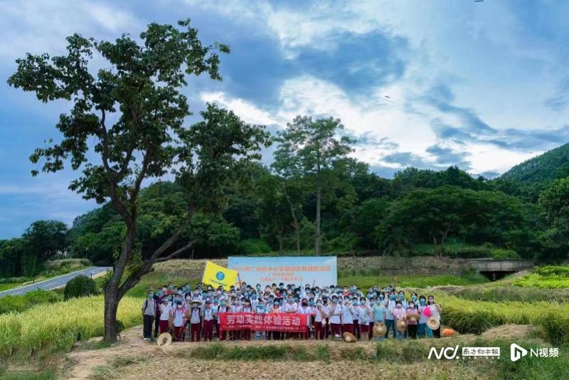 体验割禾脱谷 广州开展22年中小学生劳动实践体验活动 体验割禾脱谷 广州开展22年中小学生劳动实践体验活动