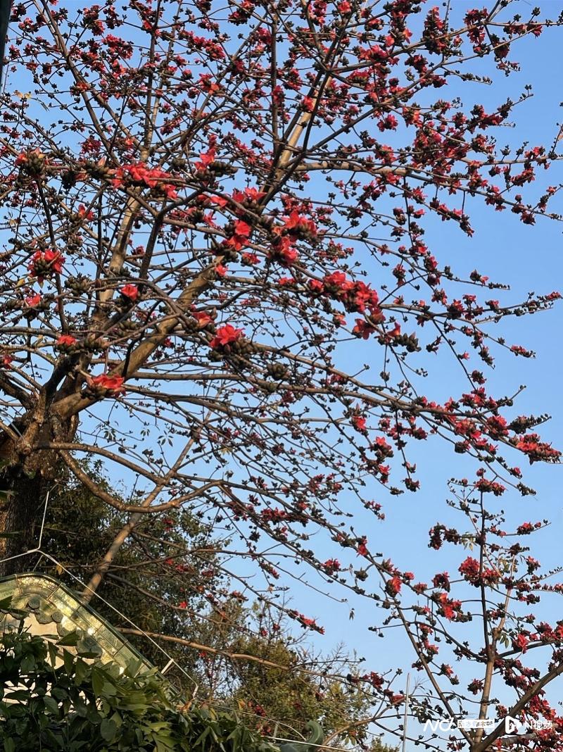 红棉1.jpg