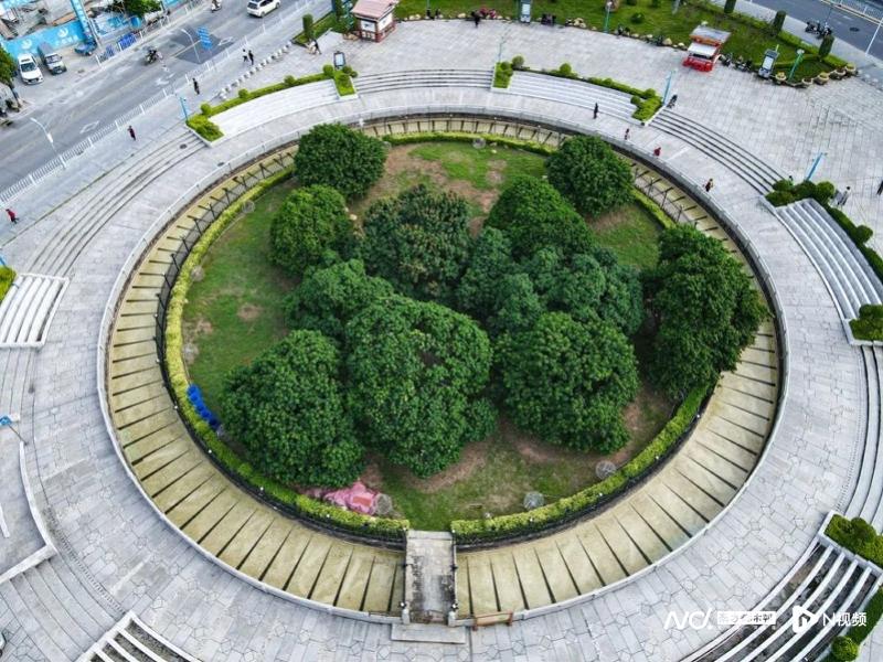 仅存的增城“西园挂绿”荔枝母树的传奇与重生