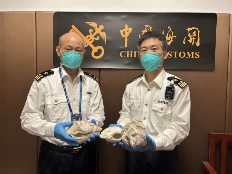 又有人在行李箱里藏濒危物种“贝王”砗磲！海关查获现场曝光
