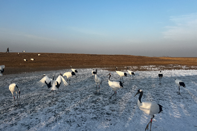 人鸟争地何解？居民从湿地迁出，“买”芦苇让丹顶鹤安家筑巢