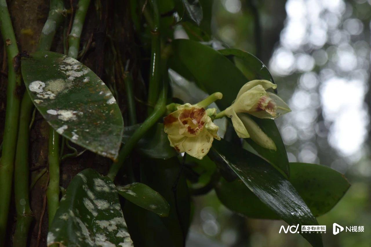 生物多样性年度报告发布，河源一保护区有1177种野生植物