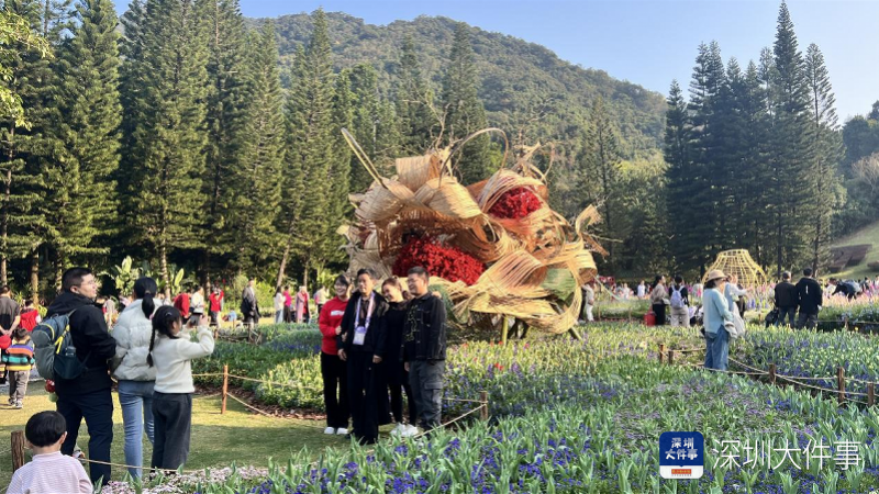 大年初一约10万人打卡观展！仙湖植物园4万株球根花绽放