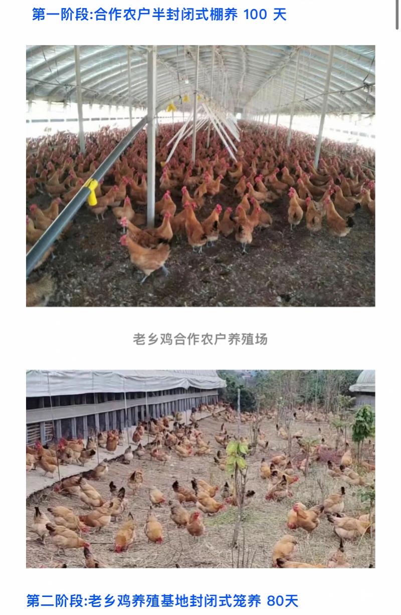 易游娱乐城- YY易游体育官方网站- 易游体育APP金乡县鲁金养鸡专业合作社