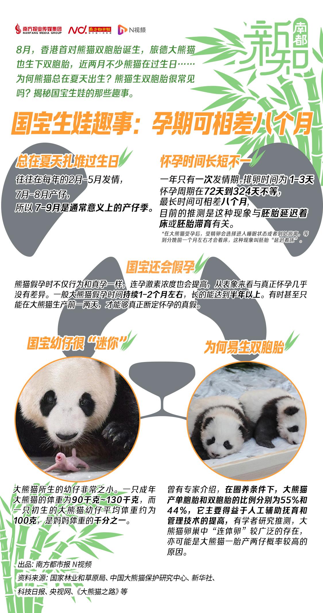 一次爱生俩、假孕“骗吃喝”？熊猫生娃，还有这些趣事