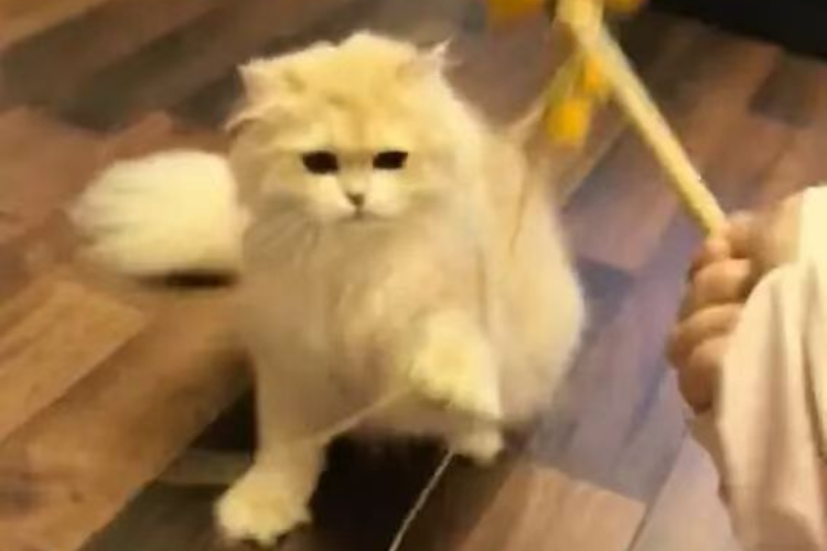 关注“春节上门喂猫赚16万元”背后的规范化需求
