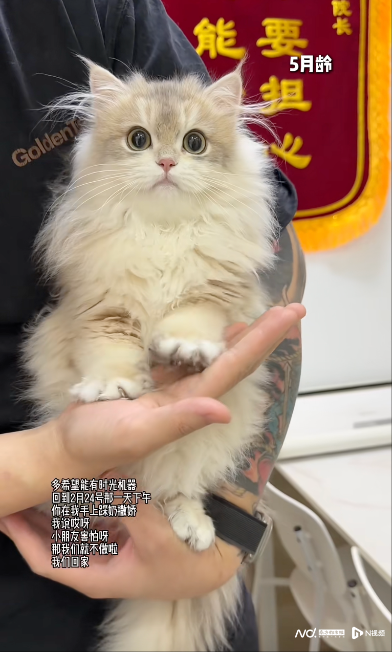 养宠市场乱象调查：宠粮掺石粉变“毒粮” 