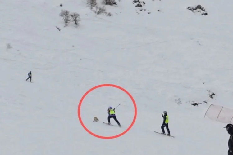 阿勒泰警方辟谣“滑雪场打死野生狐狸”：系晕厥，已放归自然
