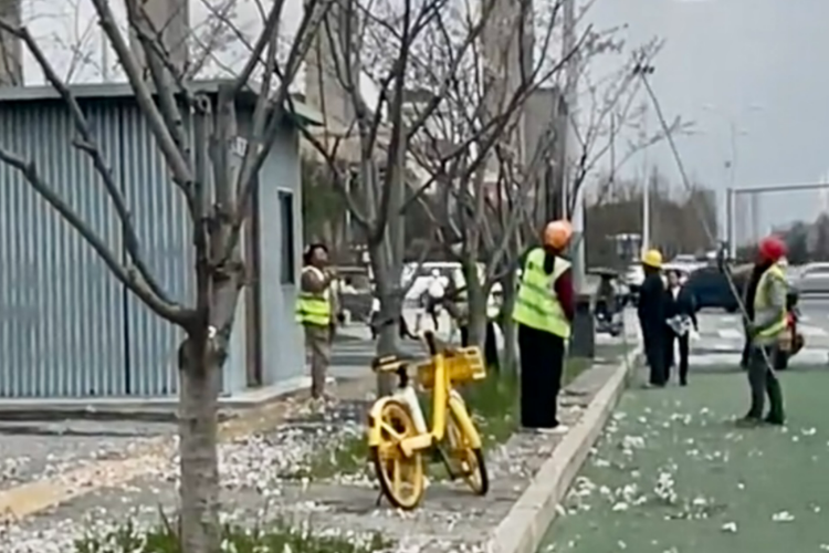 西安“环卫工打落花朵”实为养护者图省事所为！当地称已批评