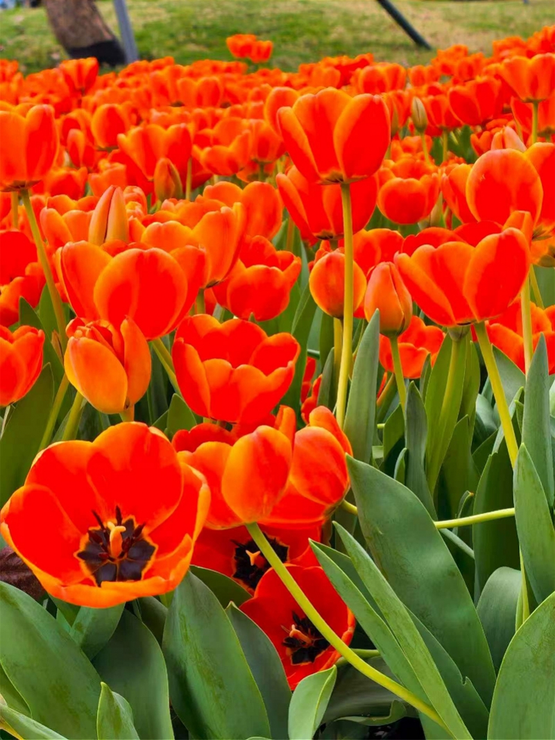 imagefile 800x1067_69c7a3f479ad0.jpg?X-Amz-Content