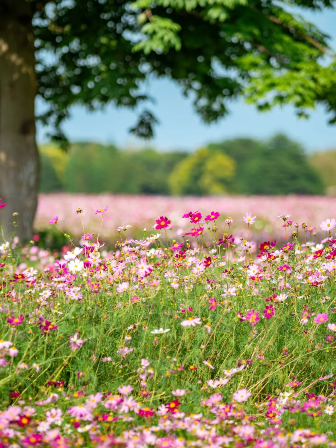 640?wx_fmt=png&from=appmsg#imgIndex=43