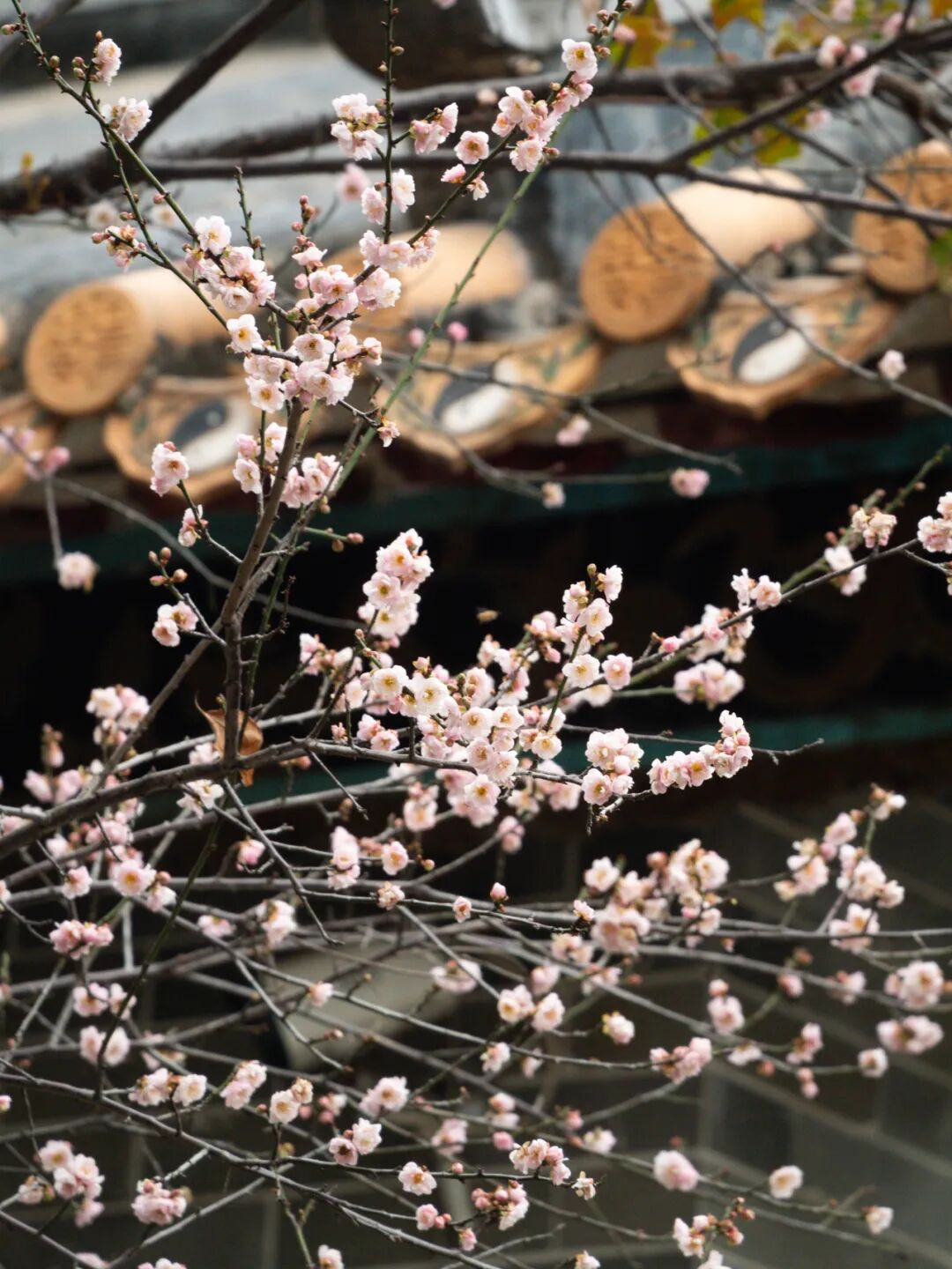 640?wx_fmt=png&from=appmsg#imgIndex=24