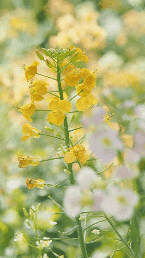 640?wx_fmt=gif&from=appmsg#imgIndex=37