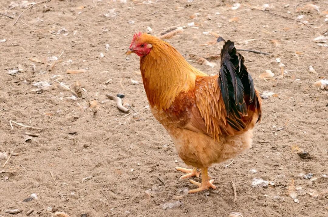 640?wx_fmt=jpeg&from=appmsg&tp=wxpic&wxf