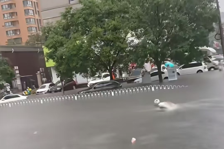 沈阳现破纪录大暴雨，有人当街游泳！中小学校将继续停课