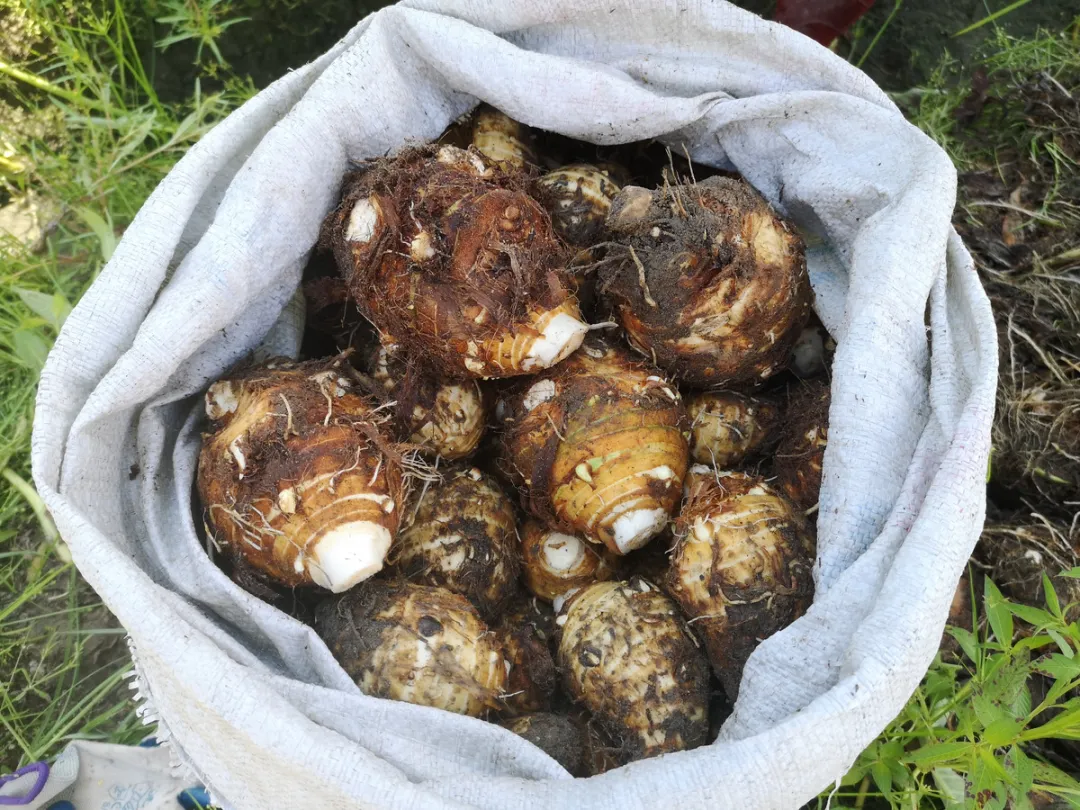 0beb6417-7dce-40ec-b49c-8a282ee45c1e?X-A