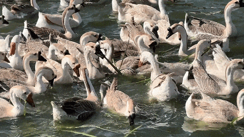 a9fc388e-51ed-415e-9453-df4bdc8f16fe?X-A