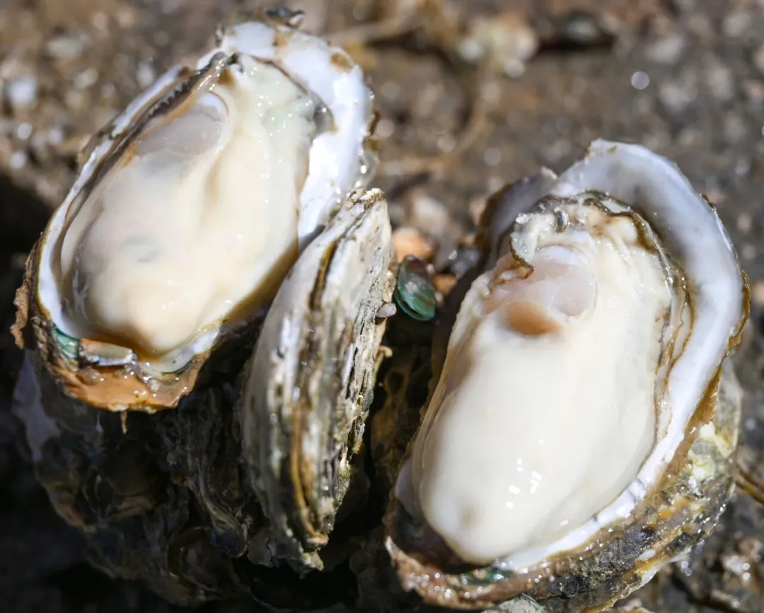 b9c167f6-e6f3-4a17-8b51-4533c195afba?X-A