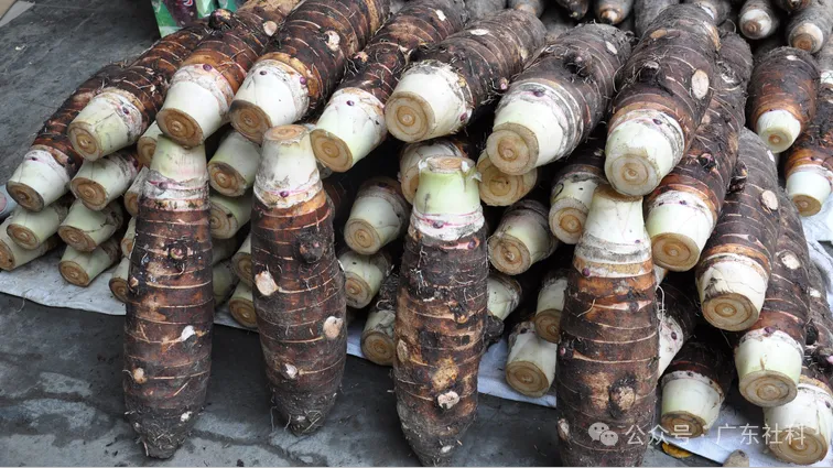 27538dc2-d1db-4fb7-901c-6686e88d171e?X-A