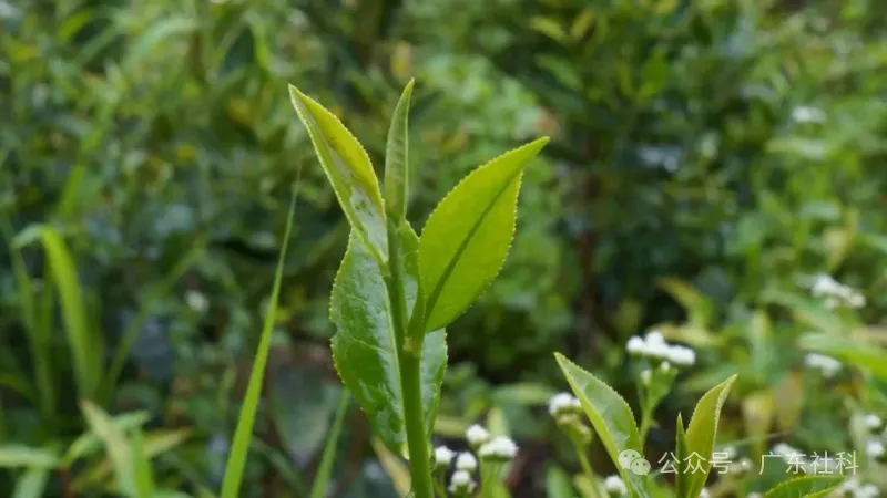 6d9f3283-6cca-4ab1-91c9-f9e66249329e?X-A