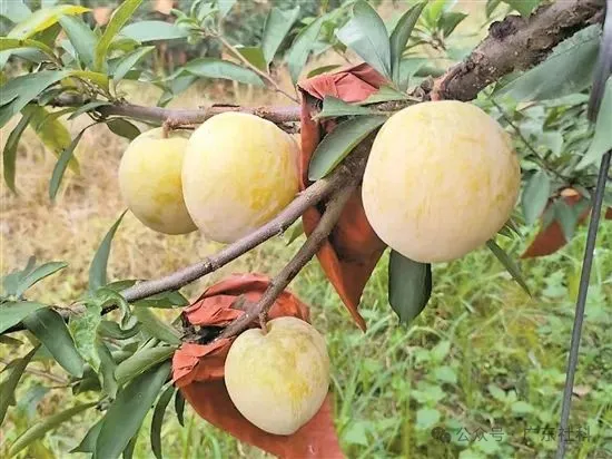 af4709c6-4d75-4060-8353-20c7a0759615?X-A