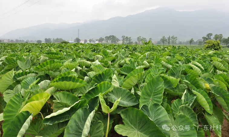 ebfd3695-93f5-428b-b8da-1bffc4519468?X-A